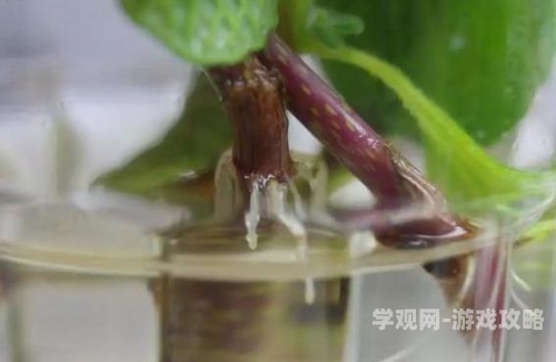 催熟PO全文阅读阿司匹林催熟PO全文阅读阿司匹林，科学原理与应用前景