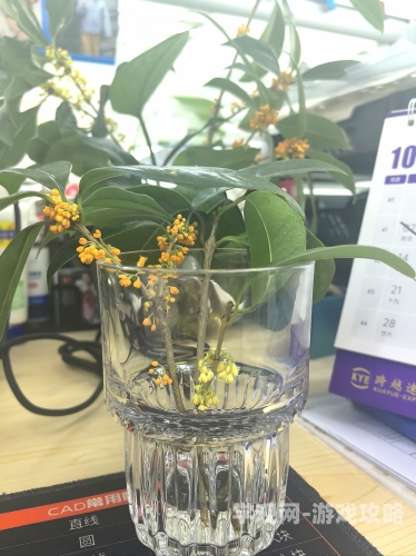 骑蛇难下(双)金银花骑蛇难下(双)金银花，传统中药与现代健康的奇妙结合
