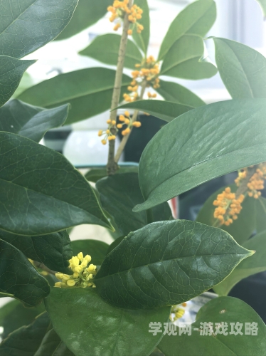 骑蛇难下(双)金银花骑蛇难下(双)金银花，传统中药与现代健康的奇妙结合