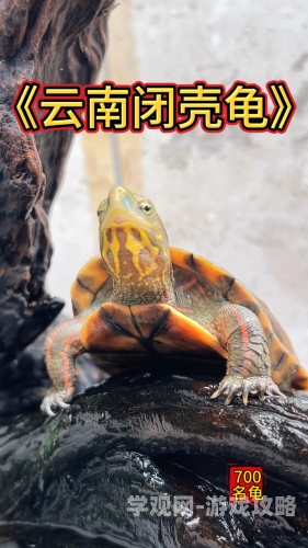 公么大龟弄得我好舒服秀婷科学解压，5种轻松愉悦的健康休闲方式让身心舒畅愉悦