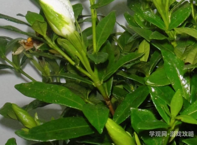 是谁给你开的花苞啊诗爸爸是谁给你开的花苞啊诗爸爸—探寻诗歌背后的父爱力量