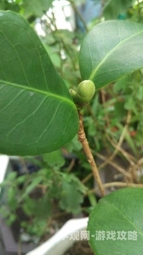 是谁给你开的花苞啊诗爸爸是谁给你开的花苞啊诗爸爸—探寻诗歌背后的父爱力量