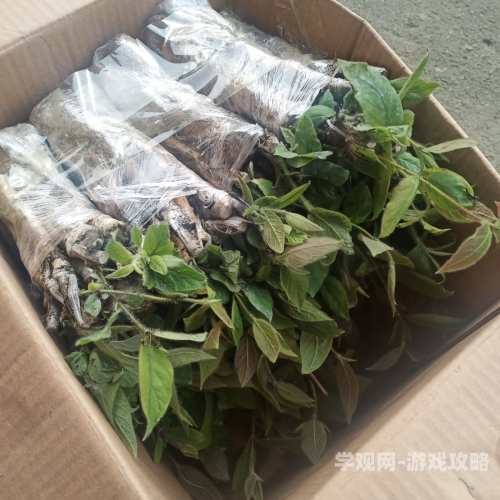 《深不可测》金银花阅读深不可测，金银花阅读指南