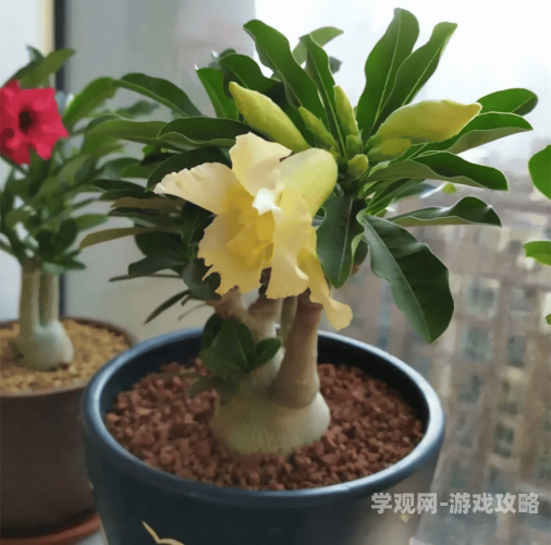 小家碧玉h，传统美德的现代诠释与传承小家碧玉会开花的图片