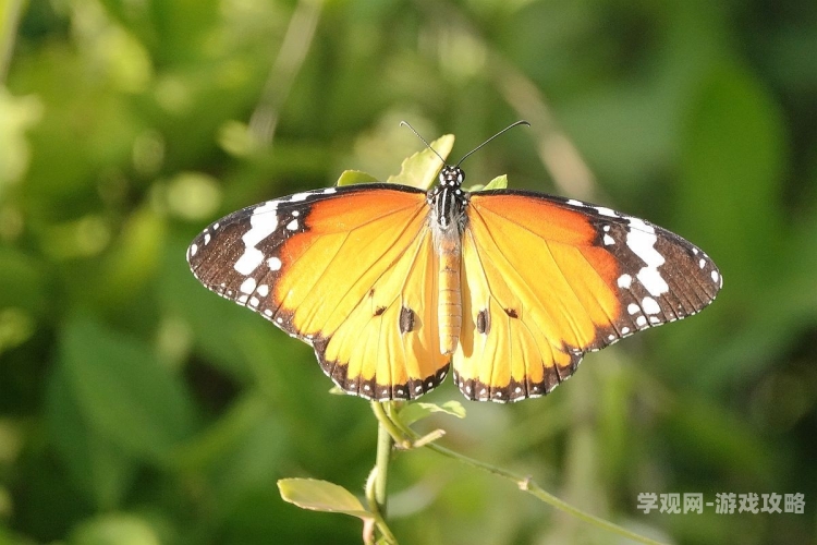 花蝴蝶免费视频直播高清版正文内容