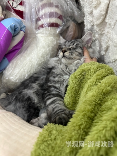 懒猫爱上狮子倒影奇幻爱情物语，懒猫爱上狮子倒影，跨越物种的镜中奇缘