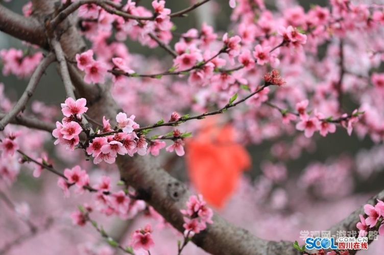 桃花在线观看高清视频，最新资源、观影指南与剧情解析桃花在线观看高清视频最猛体位
